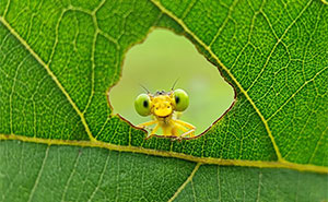 Wait, You Can Take Mind-Blowing Insect Pics With Just a Phone? Yup!