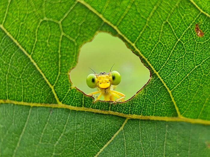 Wait, You Can Take Mind-Blowing Insect Pics With Just a Phone? Yup!