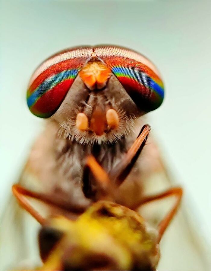 Wait, You Can Take Mind-Blowing Insect Pics With Just a Phone? Yup!