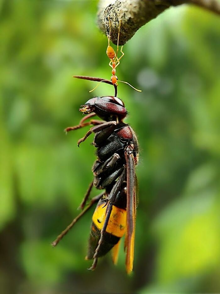 Wait, You Can Take Mind-Blowing Insect Pics With Just a Phone? Yup!