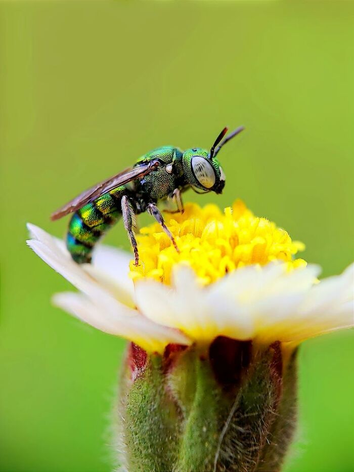 Wait, You Can Take Mind-Blowing Insect Pics With Just a Phone? Yup!