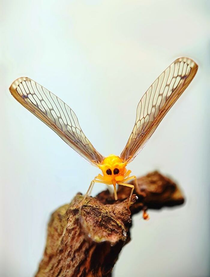Wait, You Can Take Mind-Blowing Insect Pics With Just a Phone? Yup!