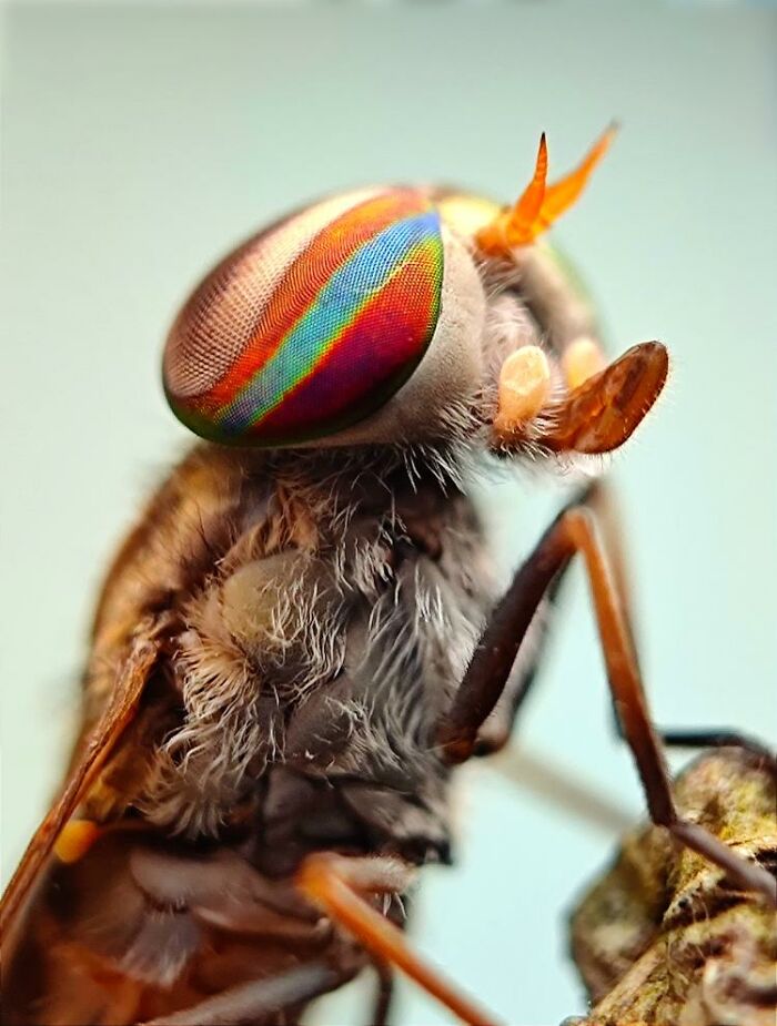 Wait, You Can Take Mind-Blowing Insect Pics With Just a Phone? Yup!