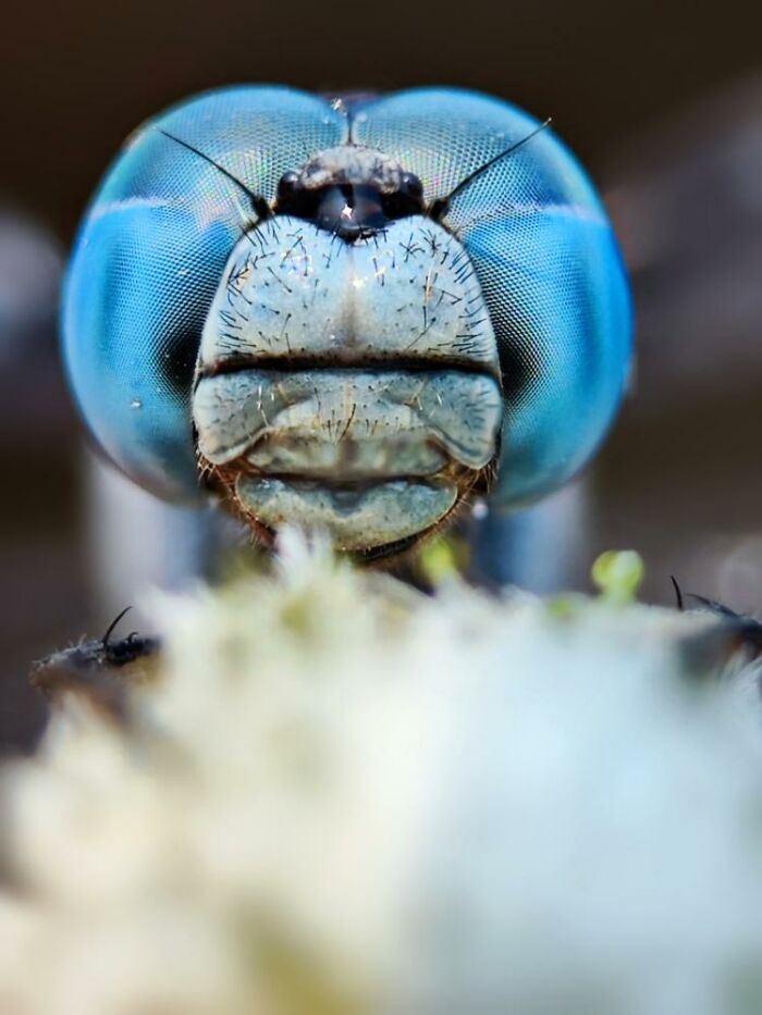 Wait, You Can Take Mind-Blowing Insect Pics With Just a Phone? Yup!