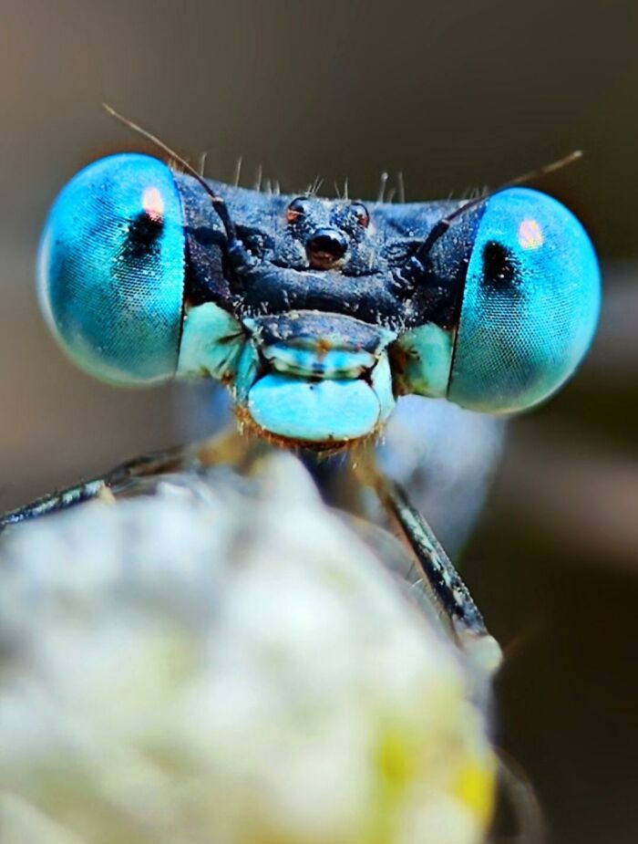 Wait, You Can Take Mind-Blowing Insect Pics With Just a Phone? Yup!