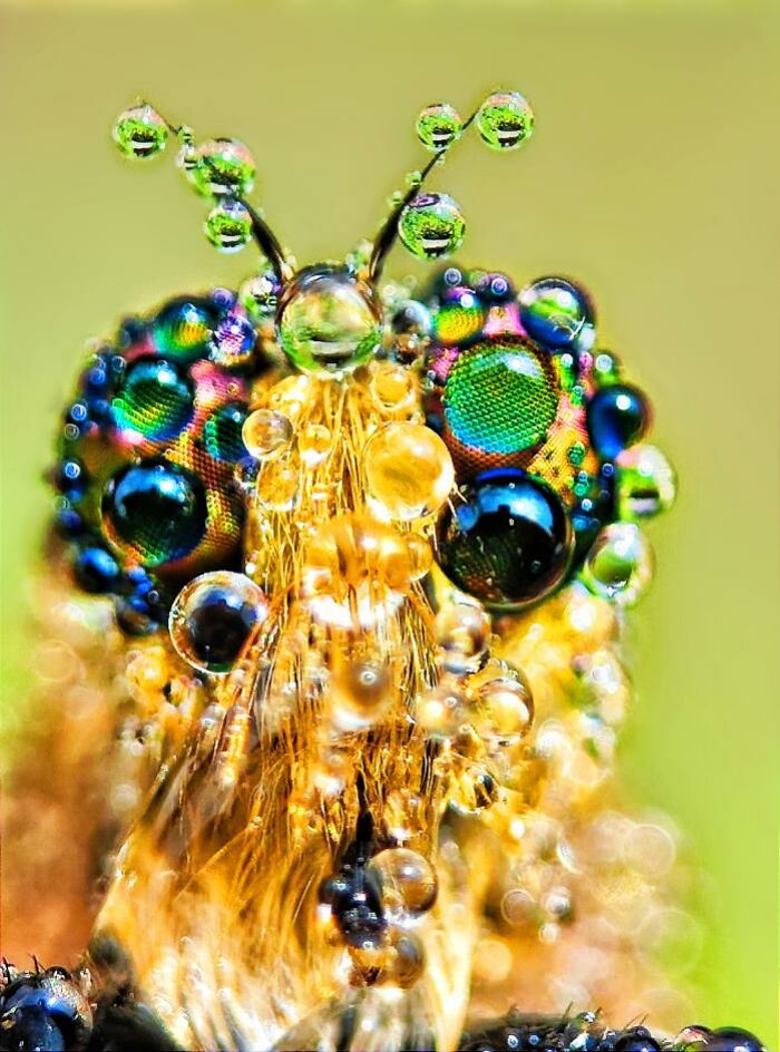 Wait, You Can Take Mind-Blowing Insect Pics With Just a Phone? Yup!