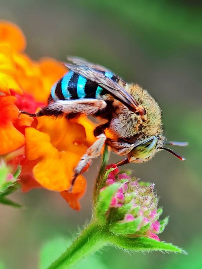 Wait, You Can Take Mind-Blowing Insect Pics With Just a Phone? Yup!