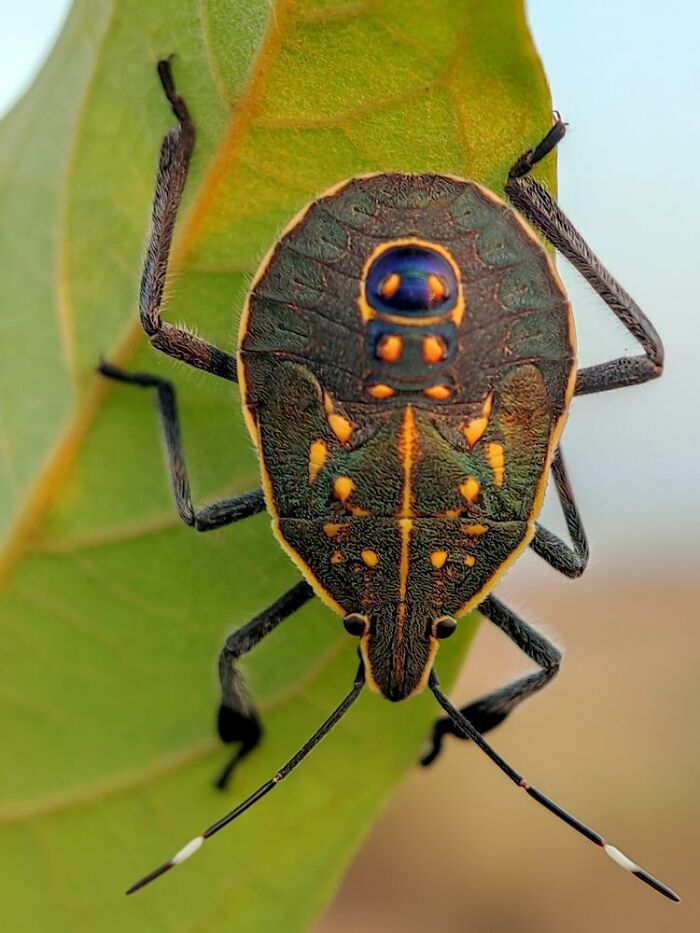 Wait, You Can Take Mind-Blowing Insect Pics With Just a Phone? Yup!