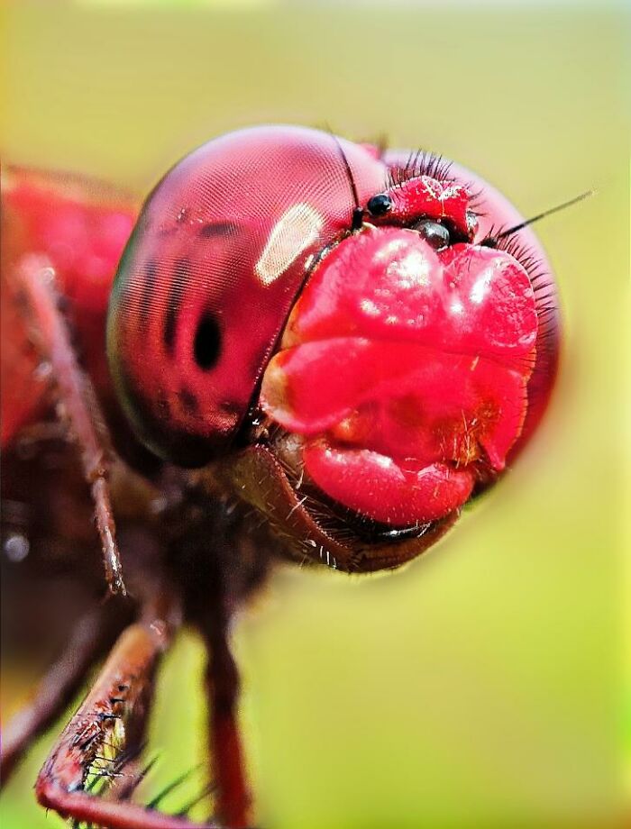 Wait, You Can Take Mind-Blowing Insect Pics With Just a Phone? Yup!