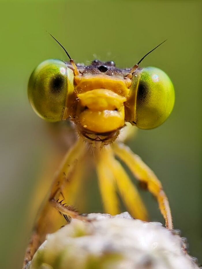 Wait, You Can Take Mind-Blowing Insect Pics With Just a Phone? Yup!