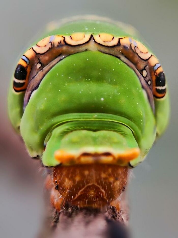 Wait, You Can Take Mind-Blowing Insect Pics With Just a Phone? Yup!