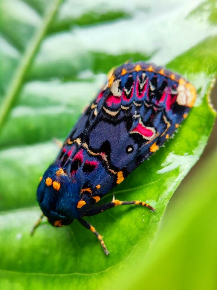 Wait, You Can Take Mind-Blowing Insect Pics With Just a Phone? Yup!