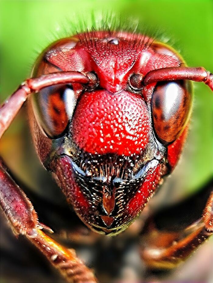 Wait, You Can Take Mind-Blowing Insect Pics With Just a Phone? Yup!