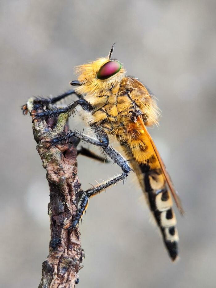 Wait, You Can Take Mind-Blowing Insect Pics With Just a Phone? Yup!