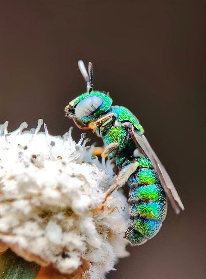 Wait, You Can Take Mind-Blowing Insect Pics With Just a Phone? Yup!