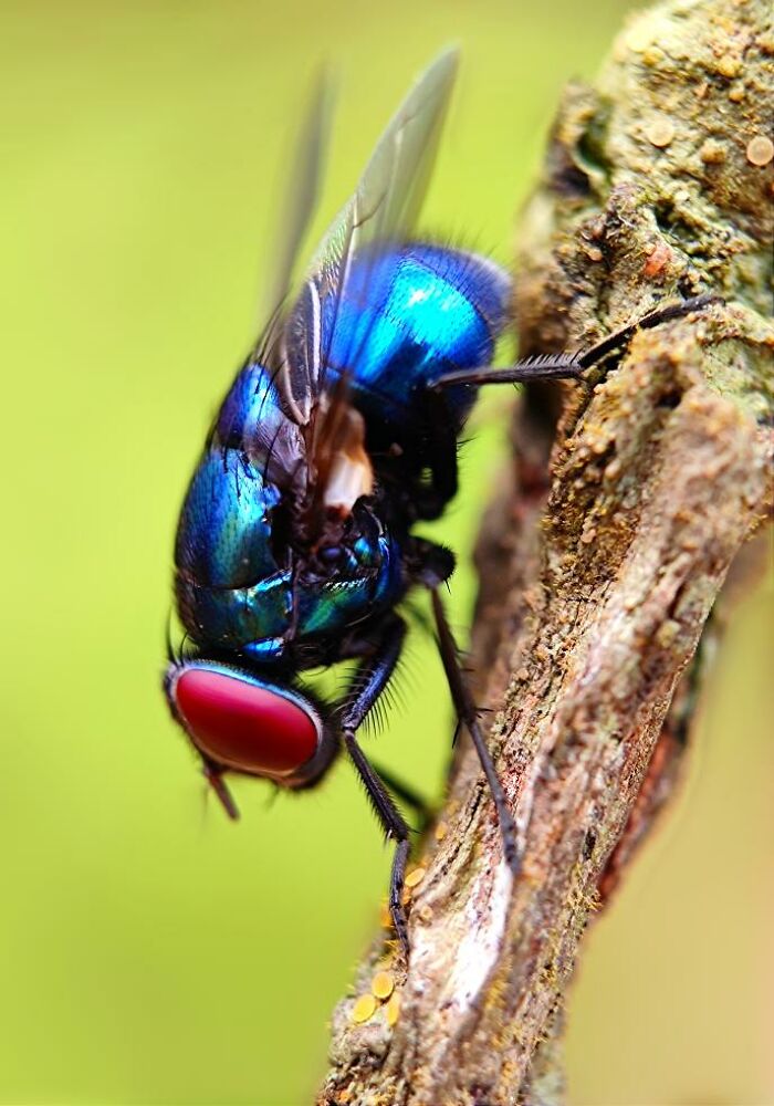 Wait, You Can Take Mind-Blowing Insect Pics With Just a Phone? Yup!