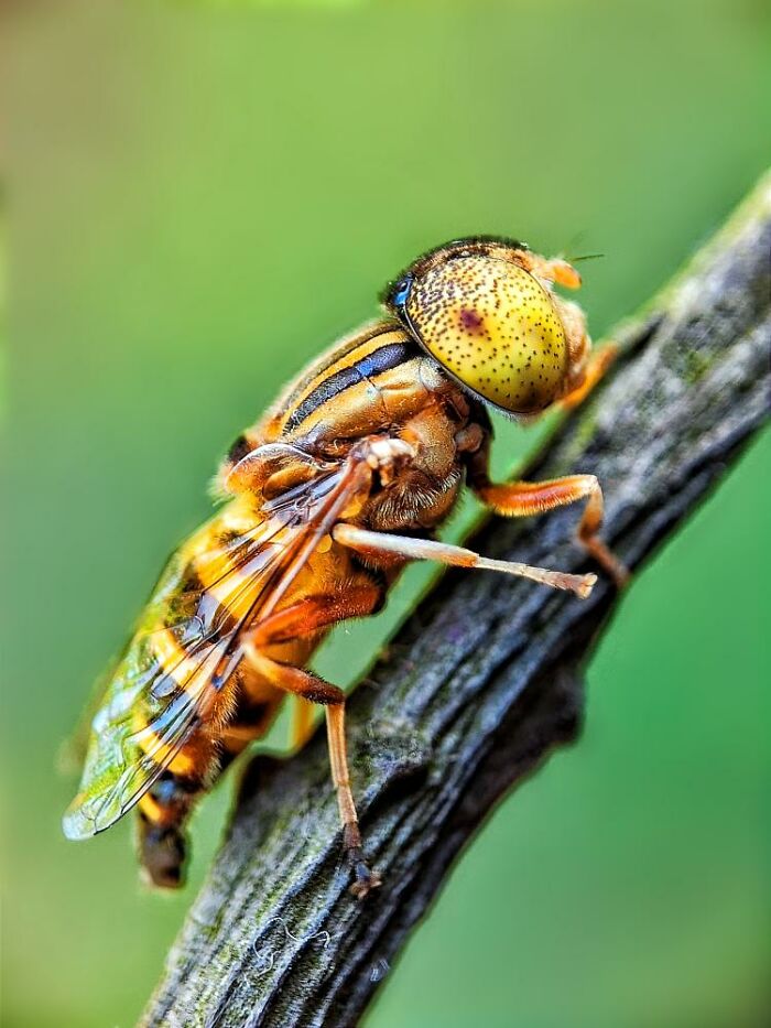 Wait, You Can Take Mind-Blowing Insect Pics With Just a Phone? Yup!