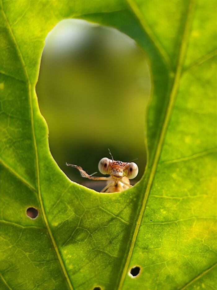 Wait, You Can Take Mind-Blowing Insect Pics With Just a Phone? Yup!
