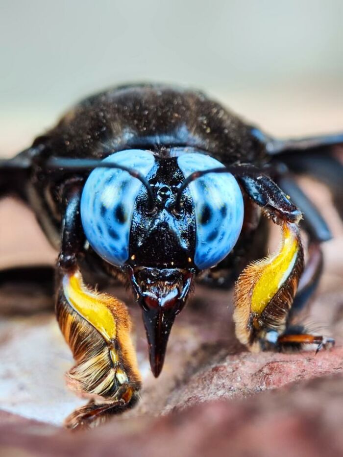 Wait, You Can Take Mind-Blowing Insect Pics With Just a Phone? Yup!