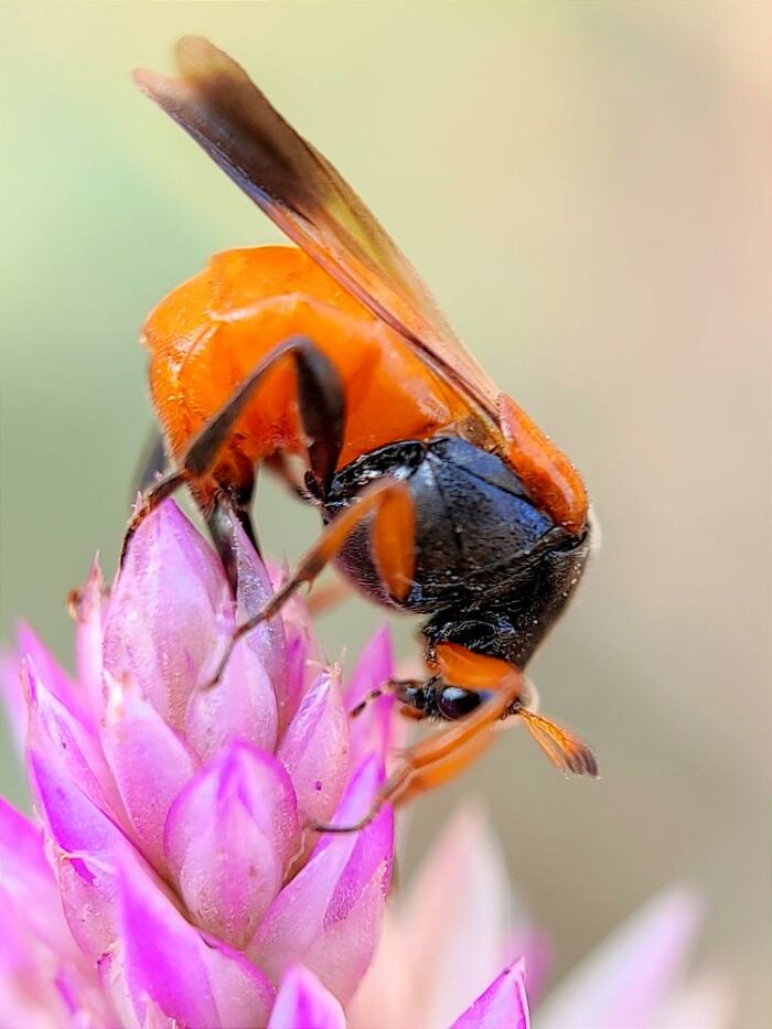 Wait, You Can Take Mind-Blowing Insect Pics With Just a Phone? Yup!