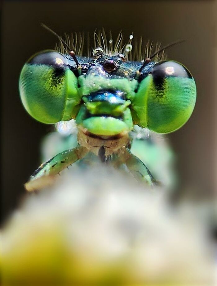 Wait, You Can Take Mind-Blowing Insect Pics With Just a Phone? Yup!