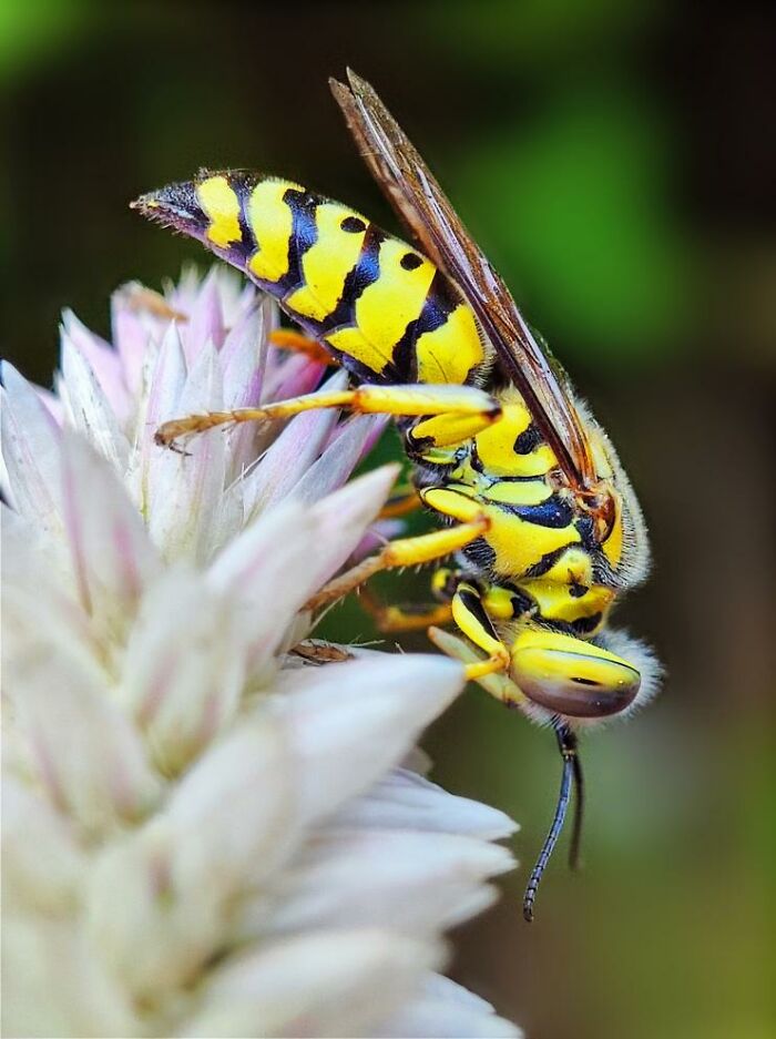 Wait, You Can Take Mind-Blowing Insect Pics With Just a Phone? Yup!