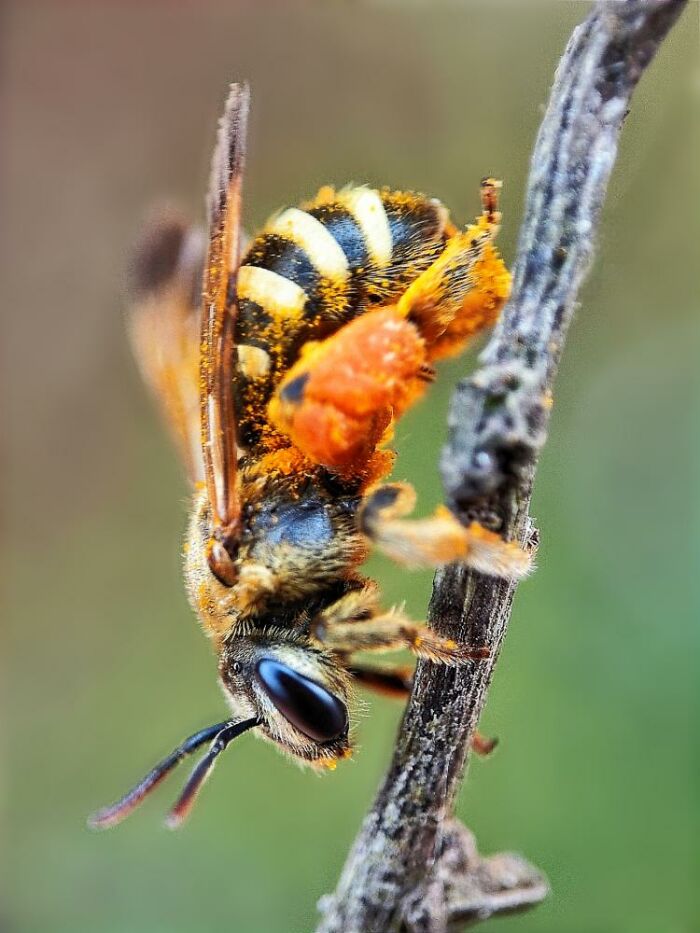 Wait, You Can Take Mind-Blowing Insect Pics With Just a Phone? Yup!