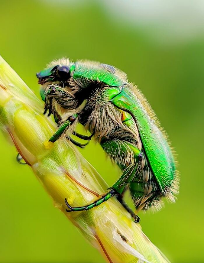 Wait, You Can Take Mind-Blowing Insect Pics With Just a Phone? Yup!