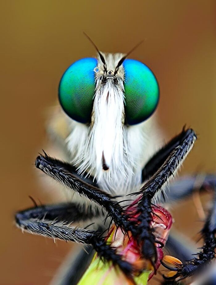 Wait, You Can Take Mind-Blowing Insect Pics With Just a Phone? Yup!