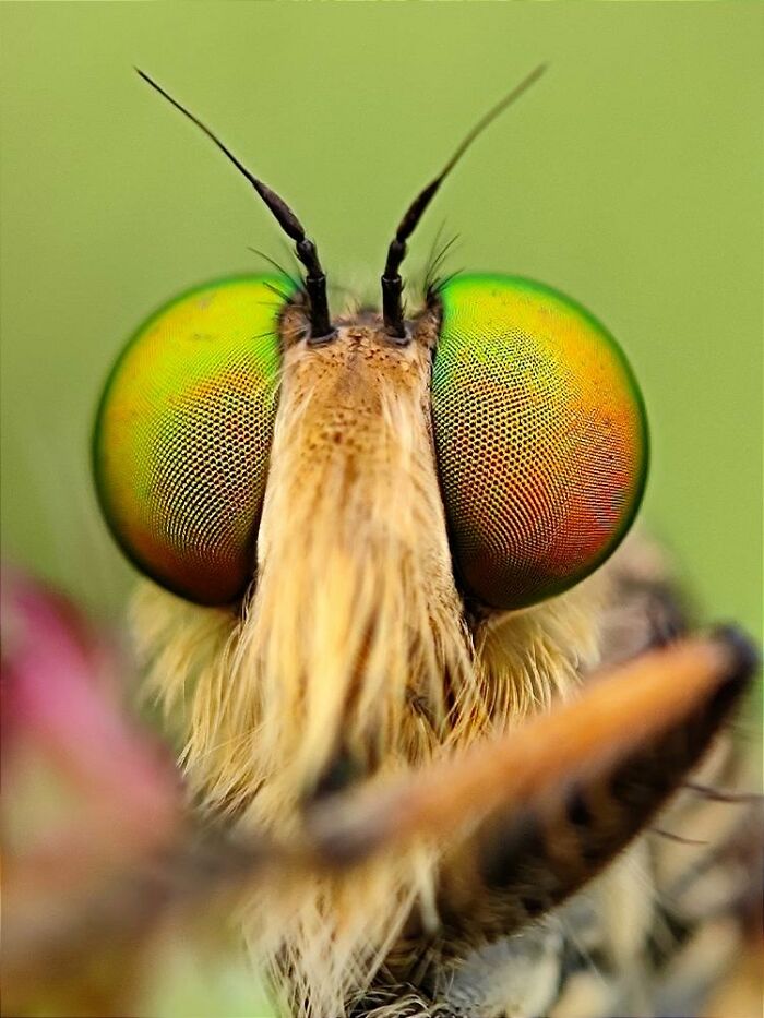 Wait, You Can Take Mind-Blowing Insect Pics With Just a Phone? Yup!