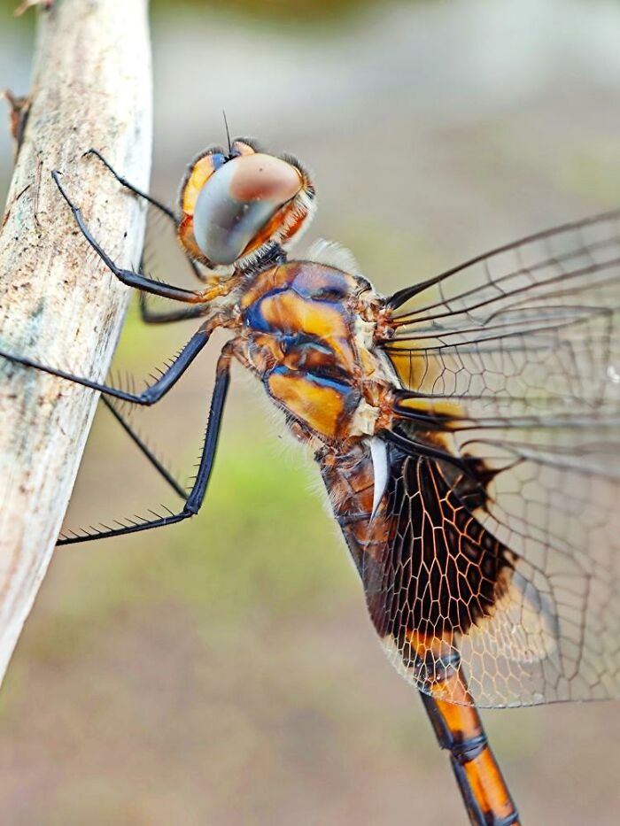Wait, You Can Take Mind-Blowing Insect Pics With Just a Phone? Yup!