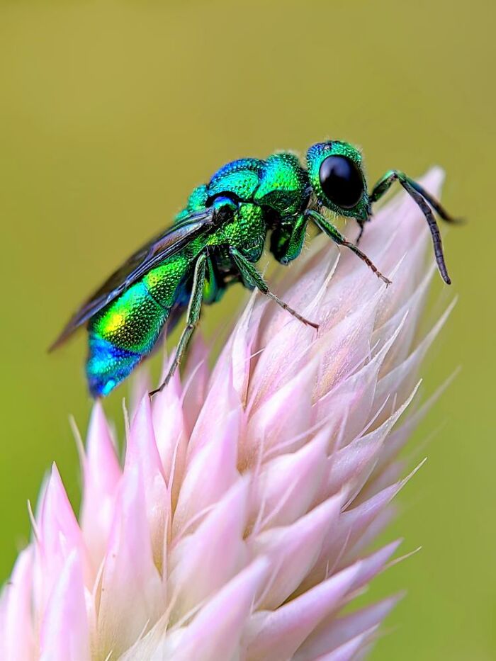 Wait, You Can Take Mind-Blowing Insect Pics With Just a Phone? Yup!