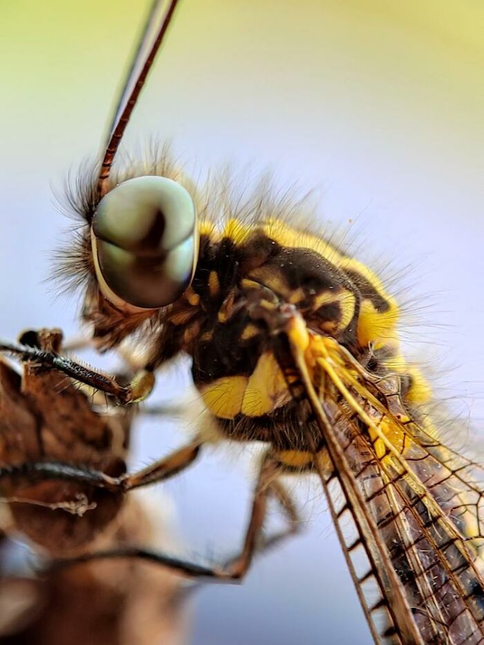 Wait, You Can Take Mind-Blowing Insect Pics With Just a Phone? Yup!