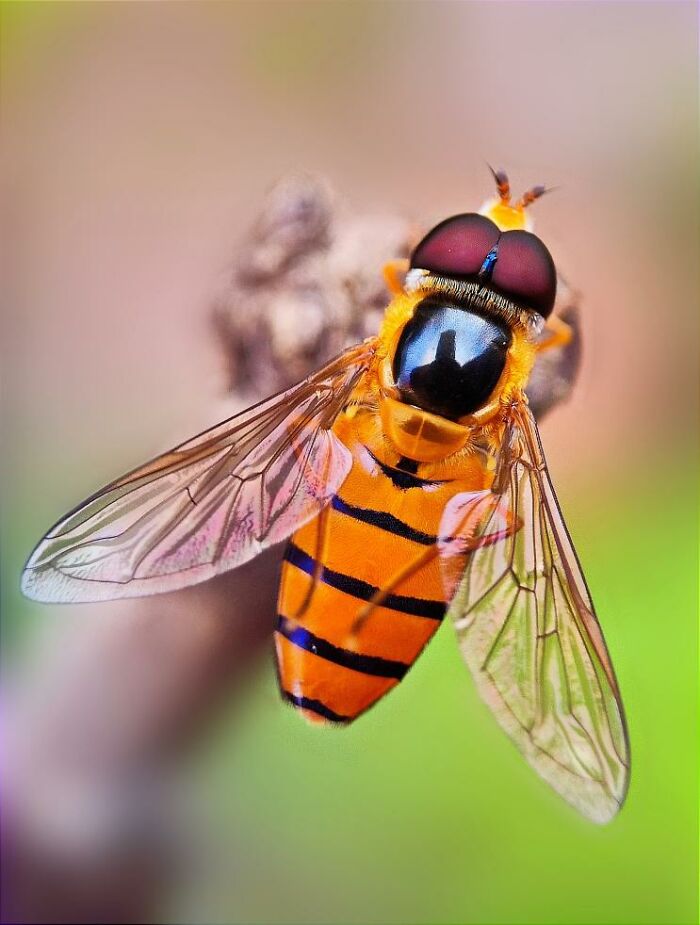 Wait, You Can Take Mind-Blowing Insect Pics With Just a Phone? Yup!