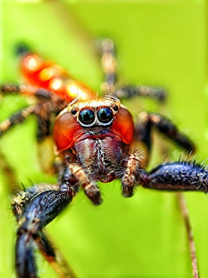 Wait, You Can Take Mind-Blowing Insect Pics With Just a Phone? Yup!
