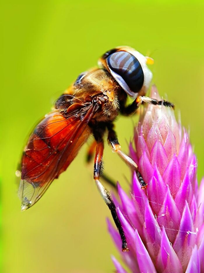 Wait, You Can Take Mind-Blowing Insect Pics With Just a Phone? Yup!