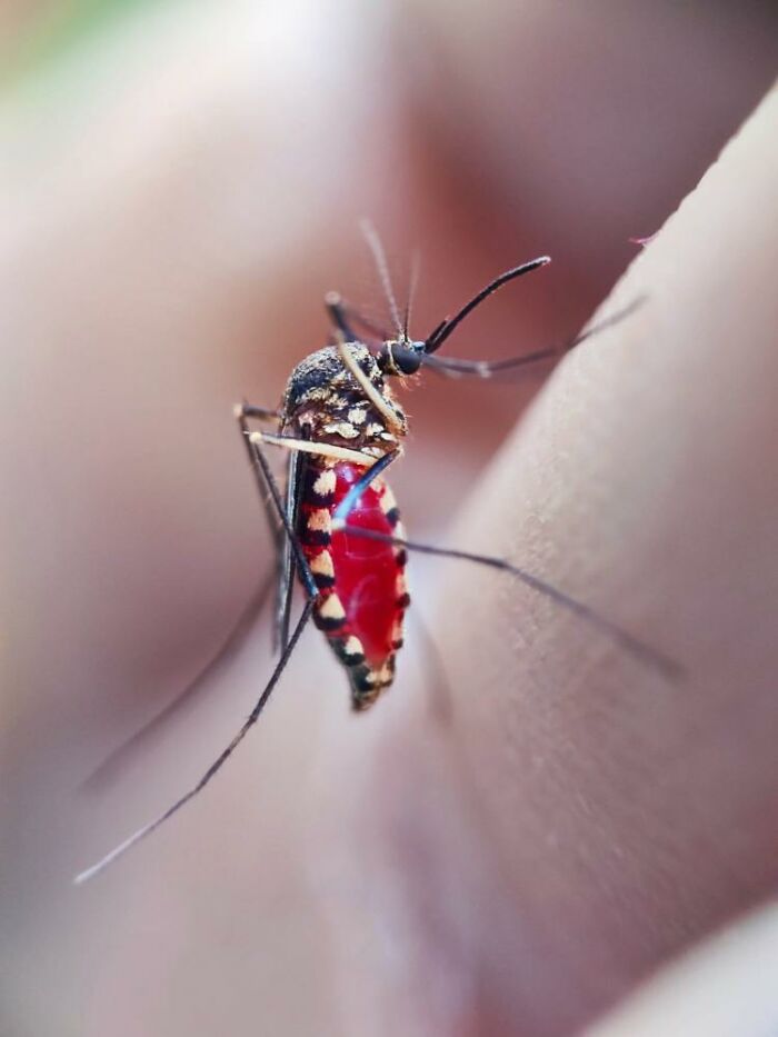 Wait, You Can Take Mind-Blowing Insect Pics With Just a Phone? Yup!