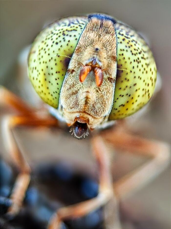 Wait, You Can Take Mind-Blowing Insect Pics With Just a Phone? Yup!