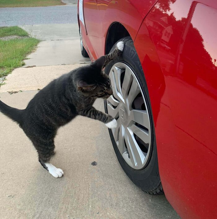 This Cat’s Checking Wheels and Brakes Like a Pro, Avoiding a Roadside Cat-astrophe