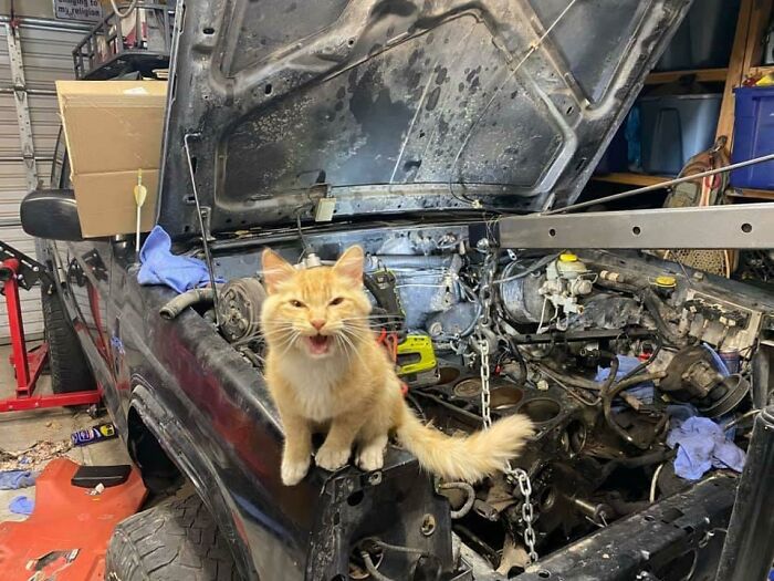 "Wait, You Did WHAT to the Alternator?!" – Reaction Guaranteed
