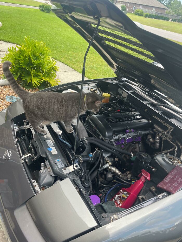 "Yep, That’s Totally an Engine" – Feline Approved