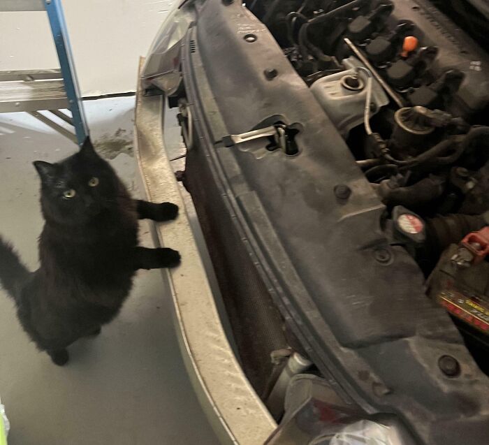 Uh-oh, She’s About to Drop Some ‘Bad News’ on Your Car Plans