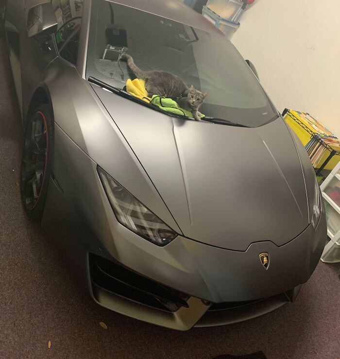 Lady the Car Detailer – Grooming Your Ride, One Purr at a Time