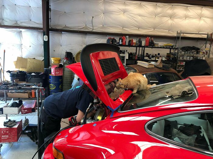 Cat on Car Test Post – Mod Saying Hello (The Coolest Supervisor)