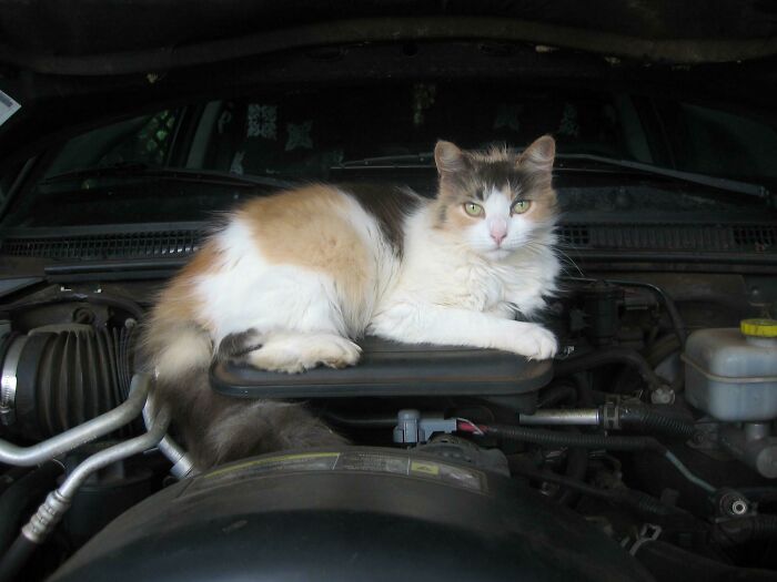 Miss Shopcat America 2009: Owner of Paws and Pistons