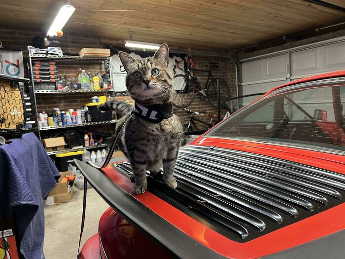 Ripley’s Got This! Your Latest Project Will Be Purring in No Time.