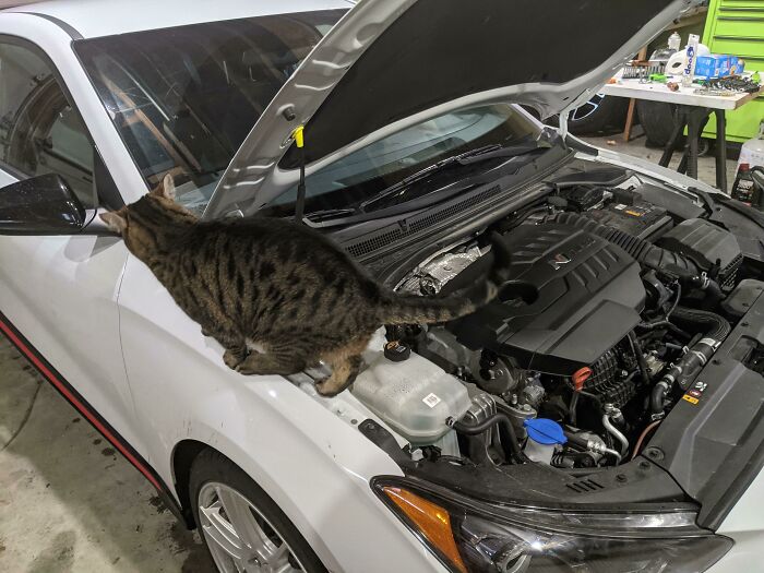 Supervisor Cat Making Sure That Oil Change Happens Smoothly