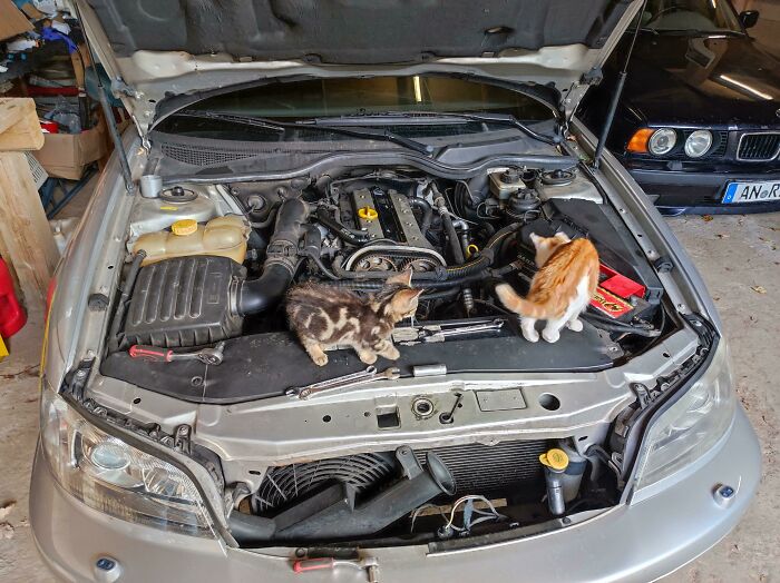 Replacing the Timing Belt, Feline Style