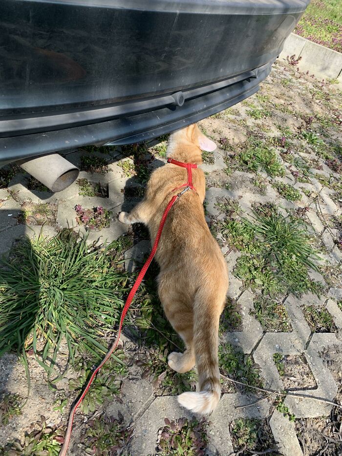 Took My Boy Outside, But First He Had to Inspect Dad’s Car Like a Pro