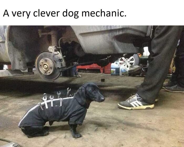How Do We Feel About Dog Mechanics? (Hint: Cats Totally Win)